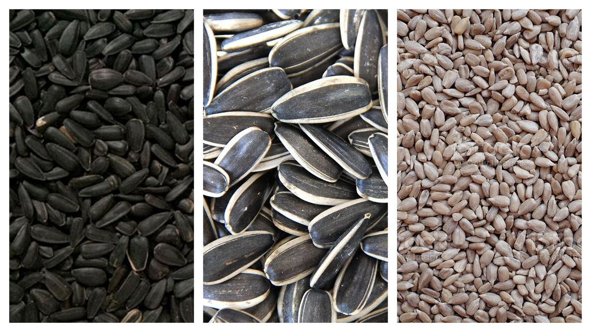 FAQs About Sunflower Seeds Valley Farms Shop