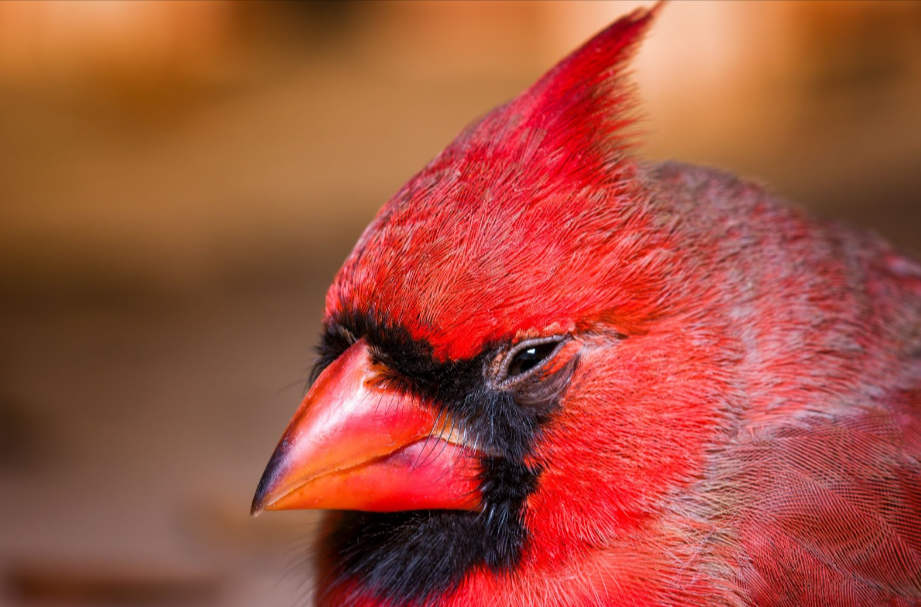 A Guide to Bird Beaks & Good Eats Valley Farms Shop