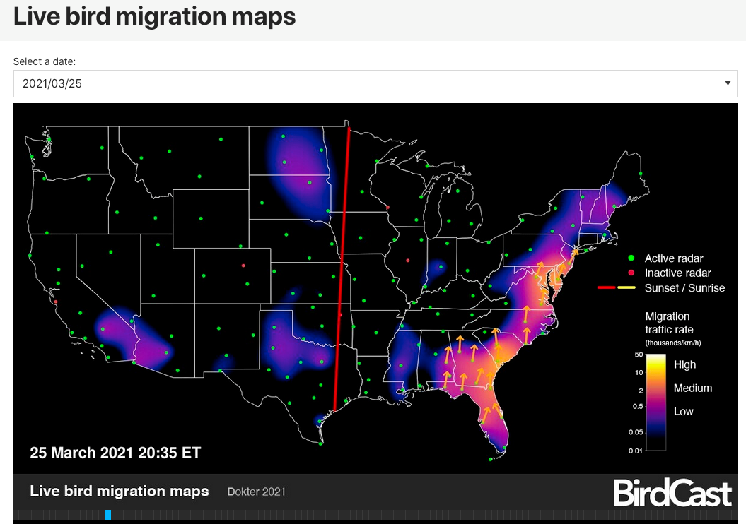 In Focus: Wild Bird Migration!
