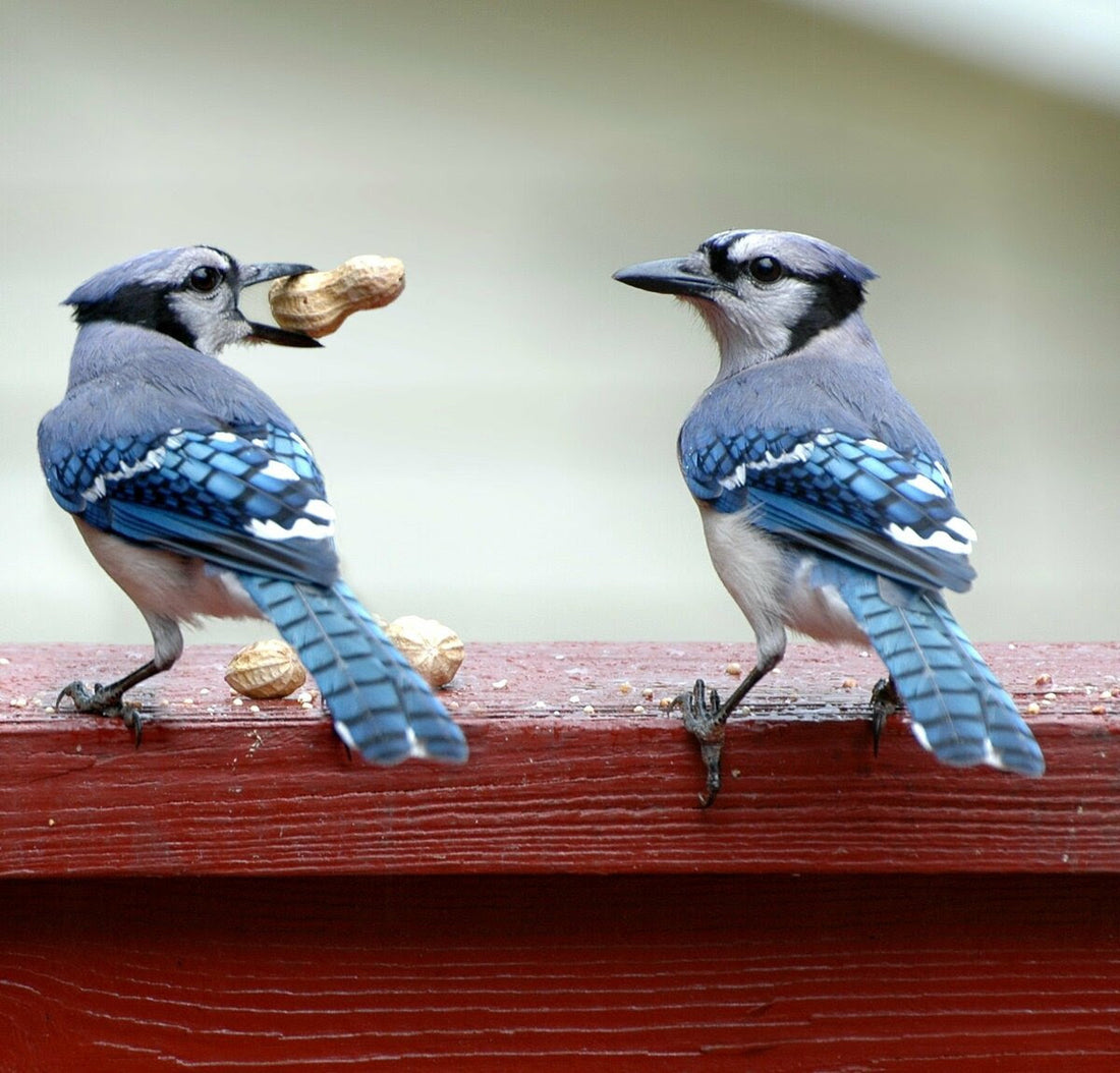 Blue Jays for Days