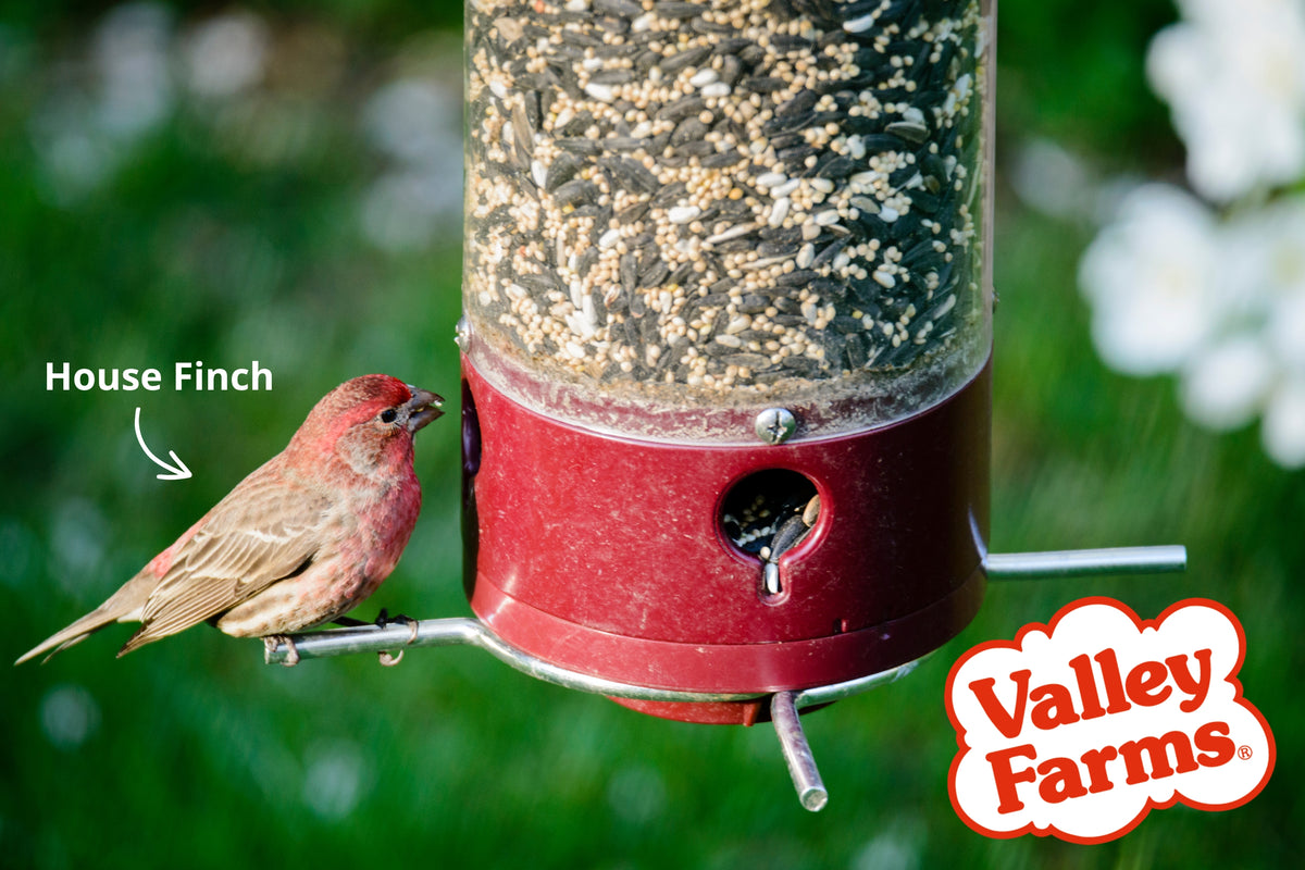 Valley Farms Deluxe Blend Wild Bird Food