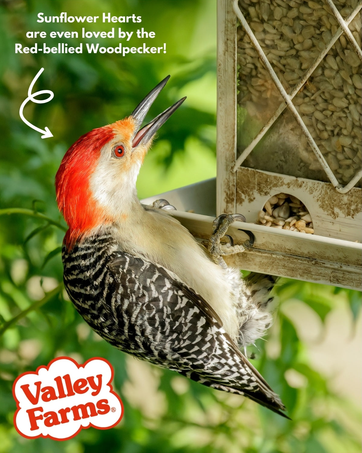 Valley Farms Sunflower Hearts Wild Bird Seed