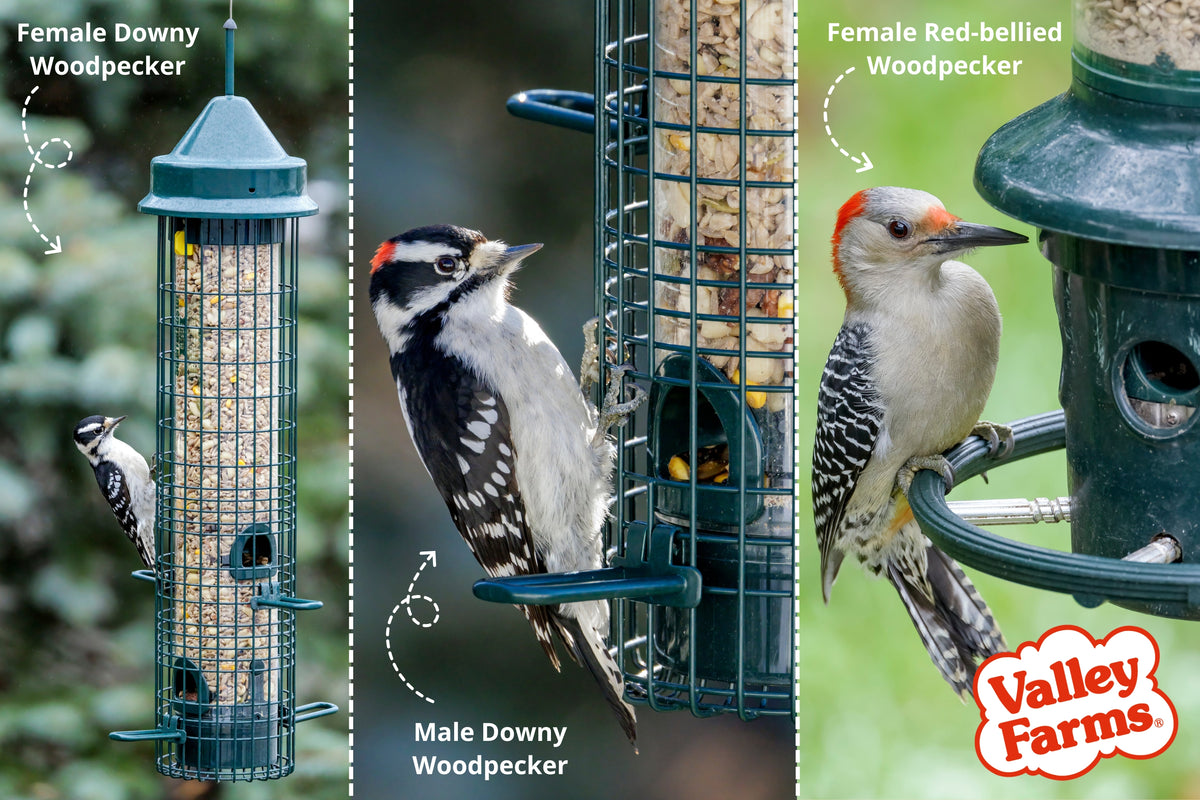 Valley Farms Woodpecker Mix Wild Bird Food