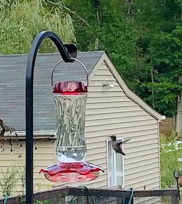 a ruby throated hummingbird drinking sweet nectar out of a hummingbird feeder