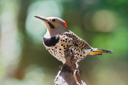 Learn About the Northern Flicker