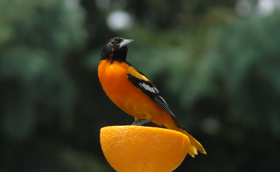 Breaking Down the Different Types of North American Orioles