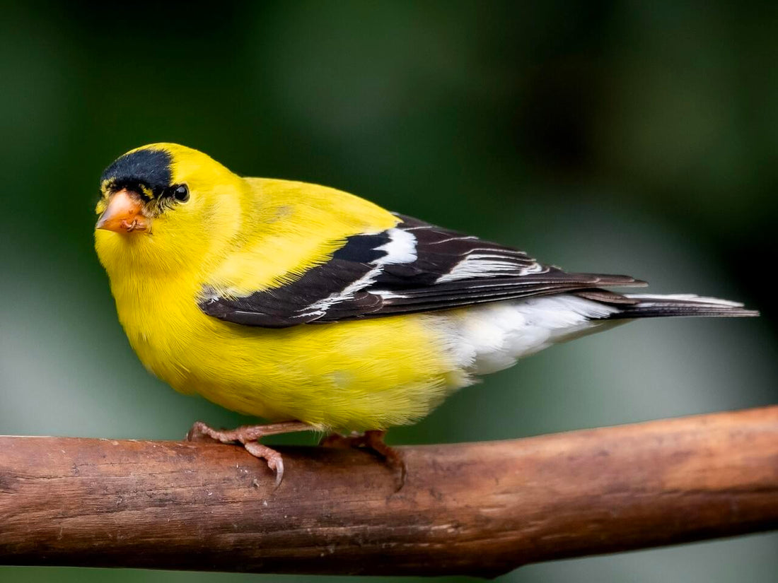 All About the American Goldfinch