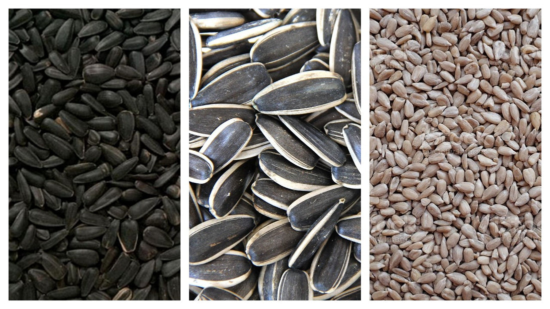 FAQs About Sunflower Seeds