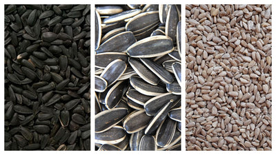 FAQs About Sunflower Seeds