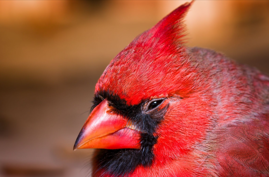 A Guide to Bird Beaks & Good Eats