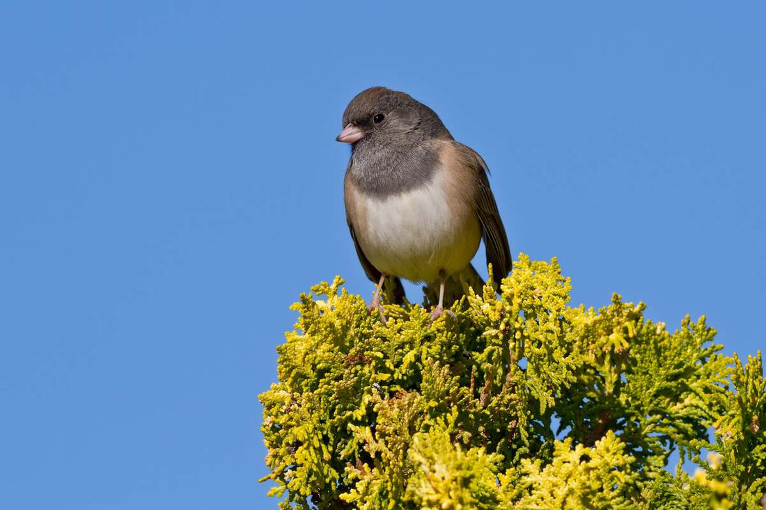 Talking About Juncos AKA Snowbirds!