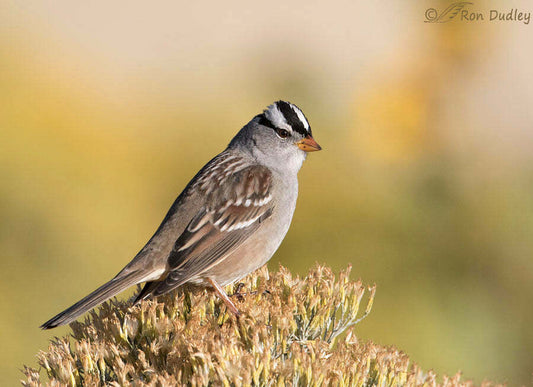 Wonderous White-Crowned Sparrow