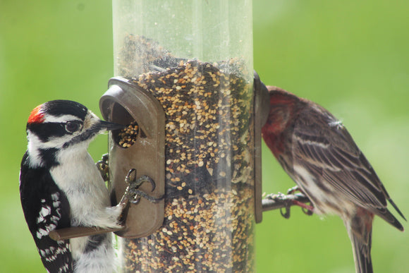 Downy Woodpecker and House Finch Eat Valley Farms Wild Finch Mix