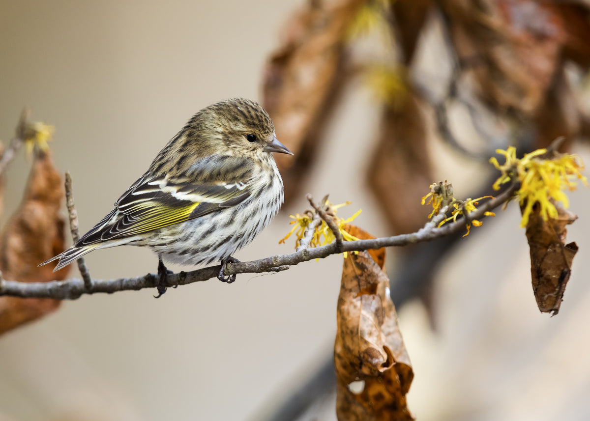 Ways To Woo Winter Finches