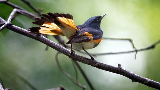 Red, White, and Bird: Get to Know the Great American Redstart