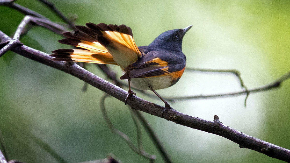 Red, White, and Bird: Get to Know the Great American Redstart