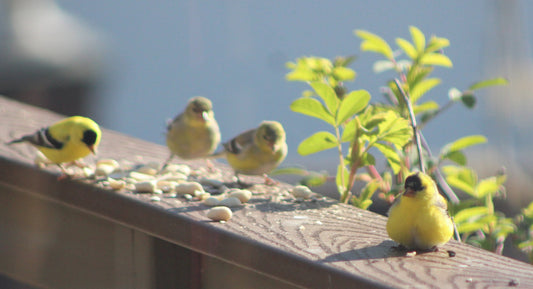 Pete's Bird Pics: Backyard Baby Goldfinches