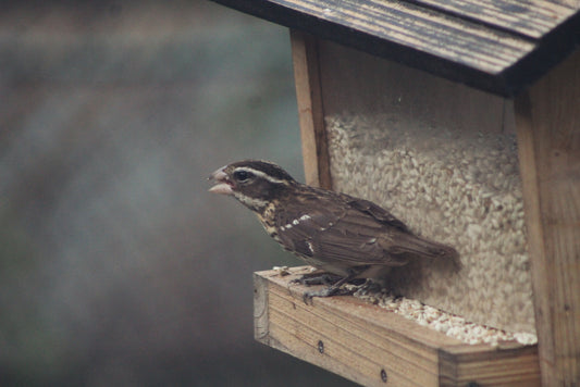 Female Rose-breasted Grosbeak Eating Safflower Seed