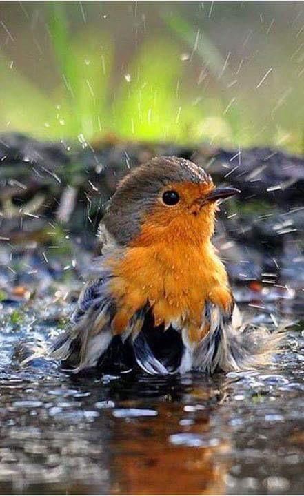 Preening: Why Birds Preen