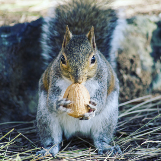 A squirrel about to crack down on a nut about the size of his head lol. Let's enjoy God's beloved nature!