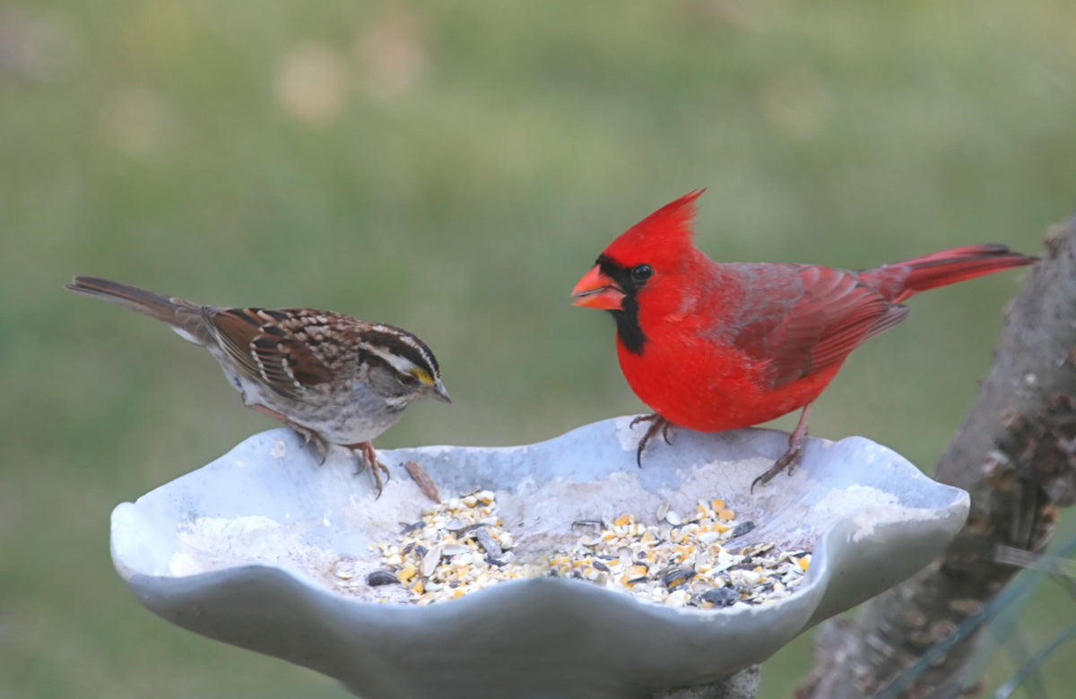 The Importance of Sanitizing Your Bird Feeders