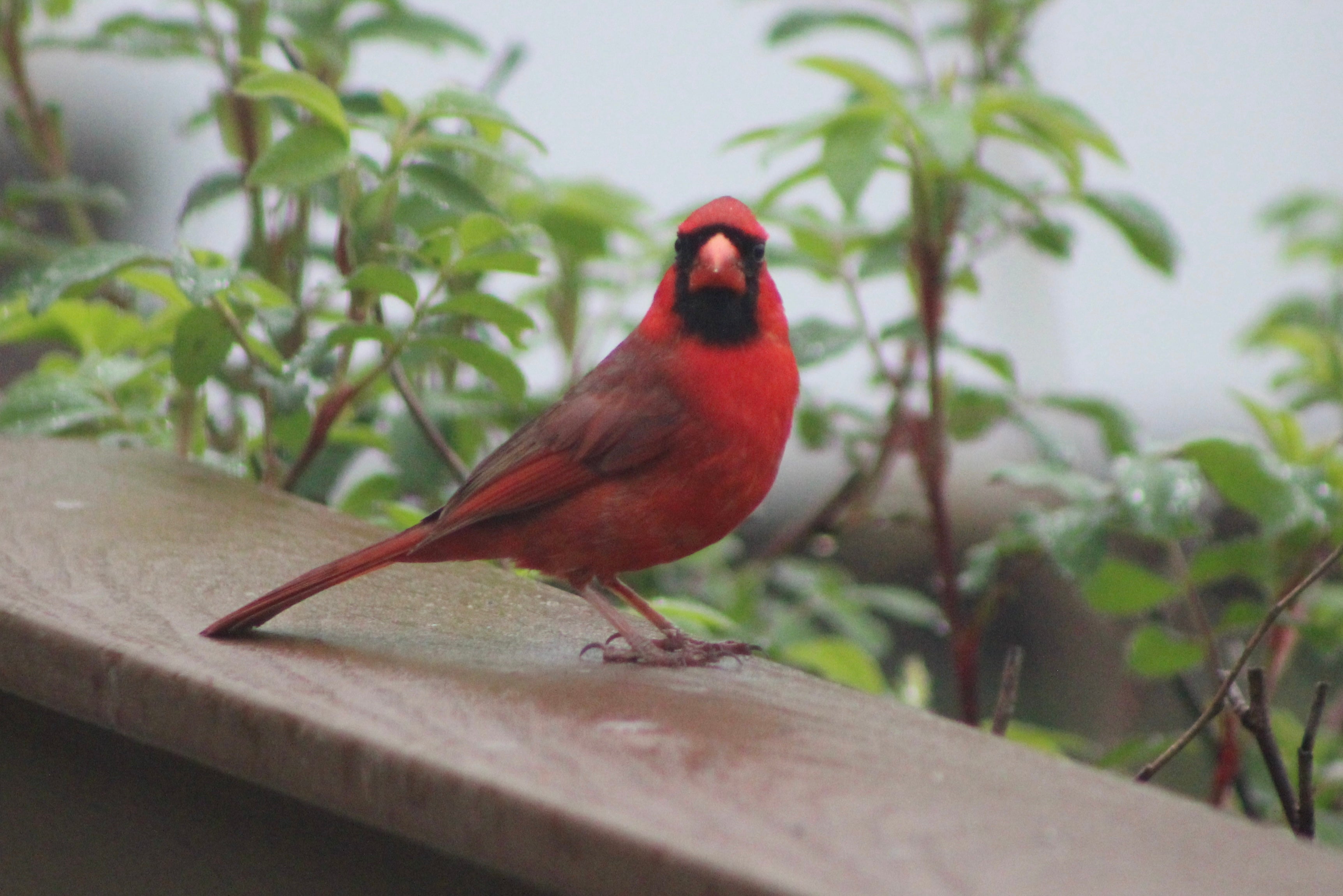 Northern Cardinal Stares at Camera – Valley Farms Shop