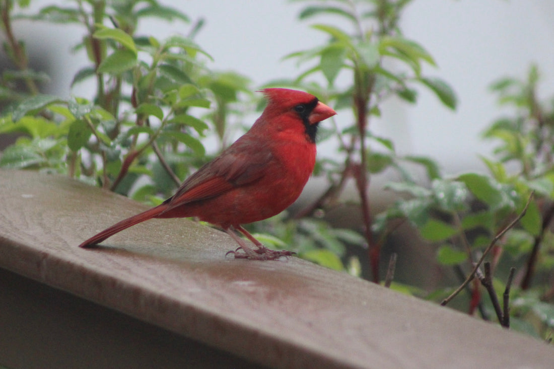 Beautiful Northern Cardinal