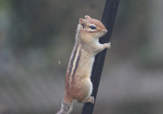 Tiny Chipmunk Climbing Up to Get Bird Seed