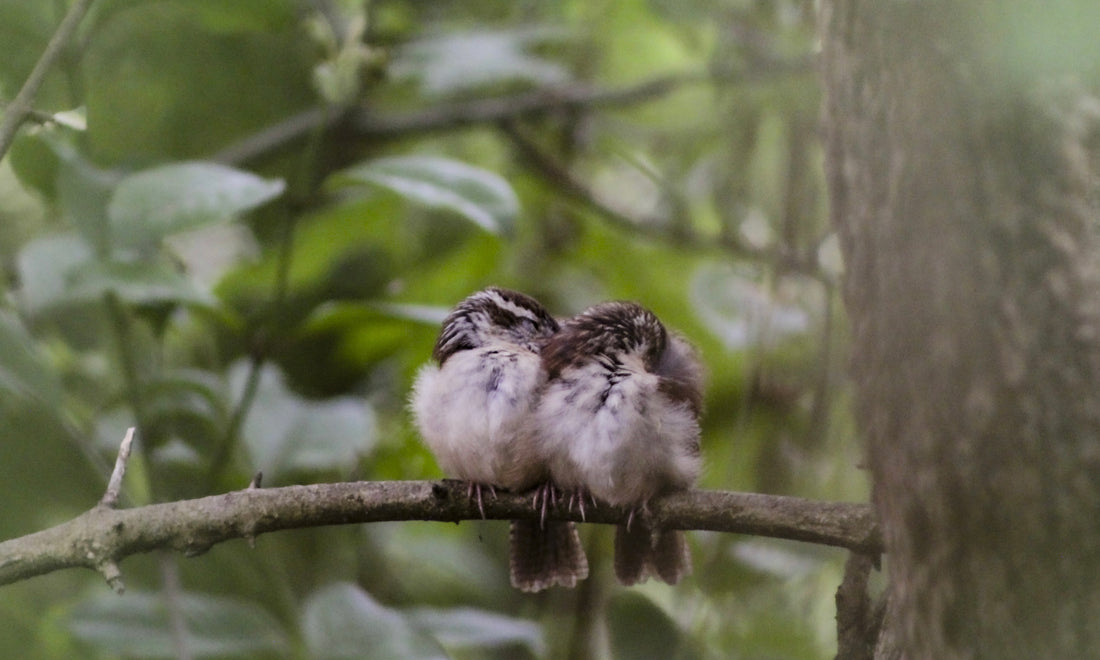 Two Carolina Wren Chicks Snuggle together on Tree Branch, cute baby birds