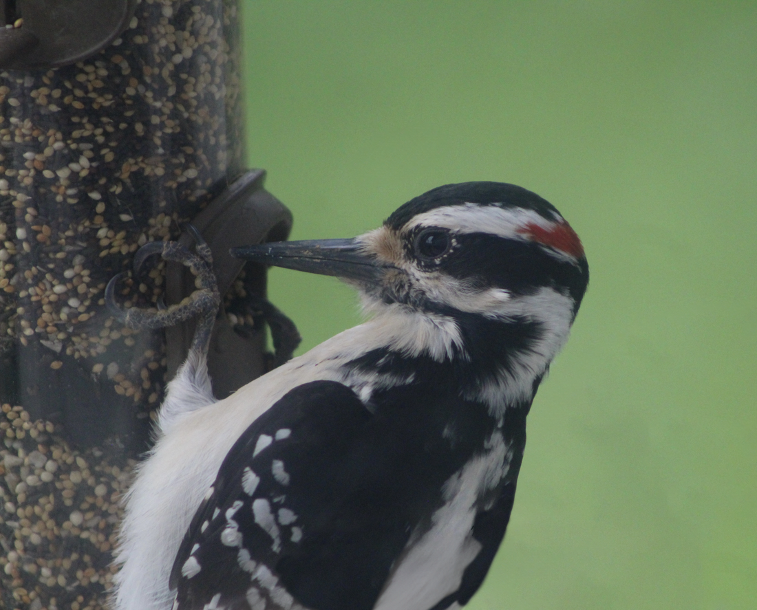 Hairy Woodpecker Eating Valley Farms Finch Food