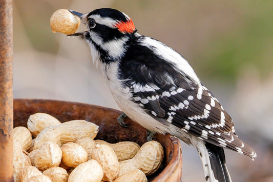 A Passion for Peanuts