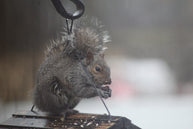 Squirrel Eating a Raisin in the Rain