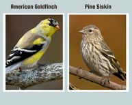 Finch to Finch: Comparing Goldfinches to Pine Siskins