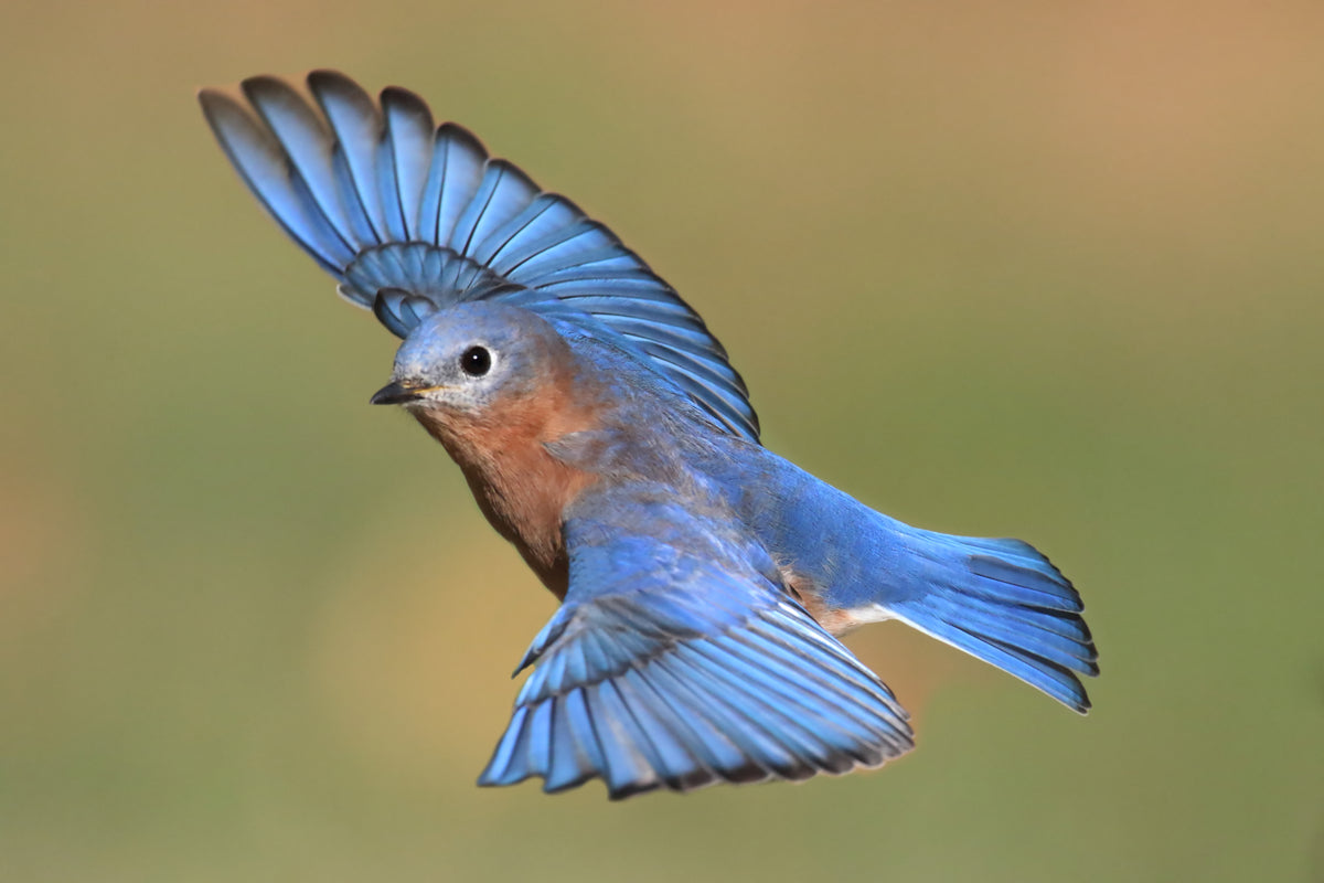 Wild Bird Feature: All About the Eastern Bluebird