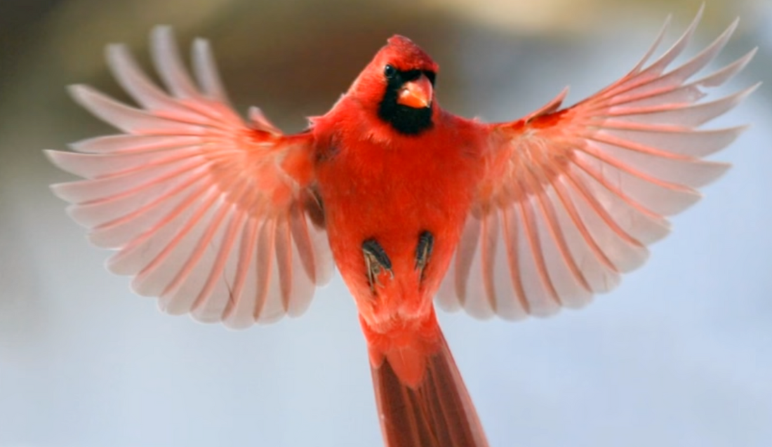 The Safflower Seed Preference Story