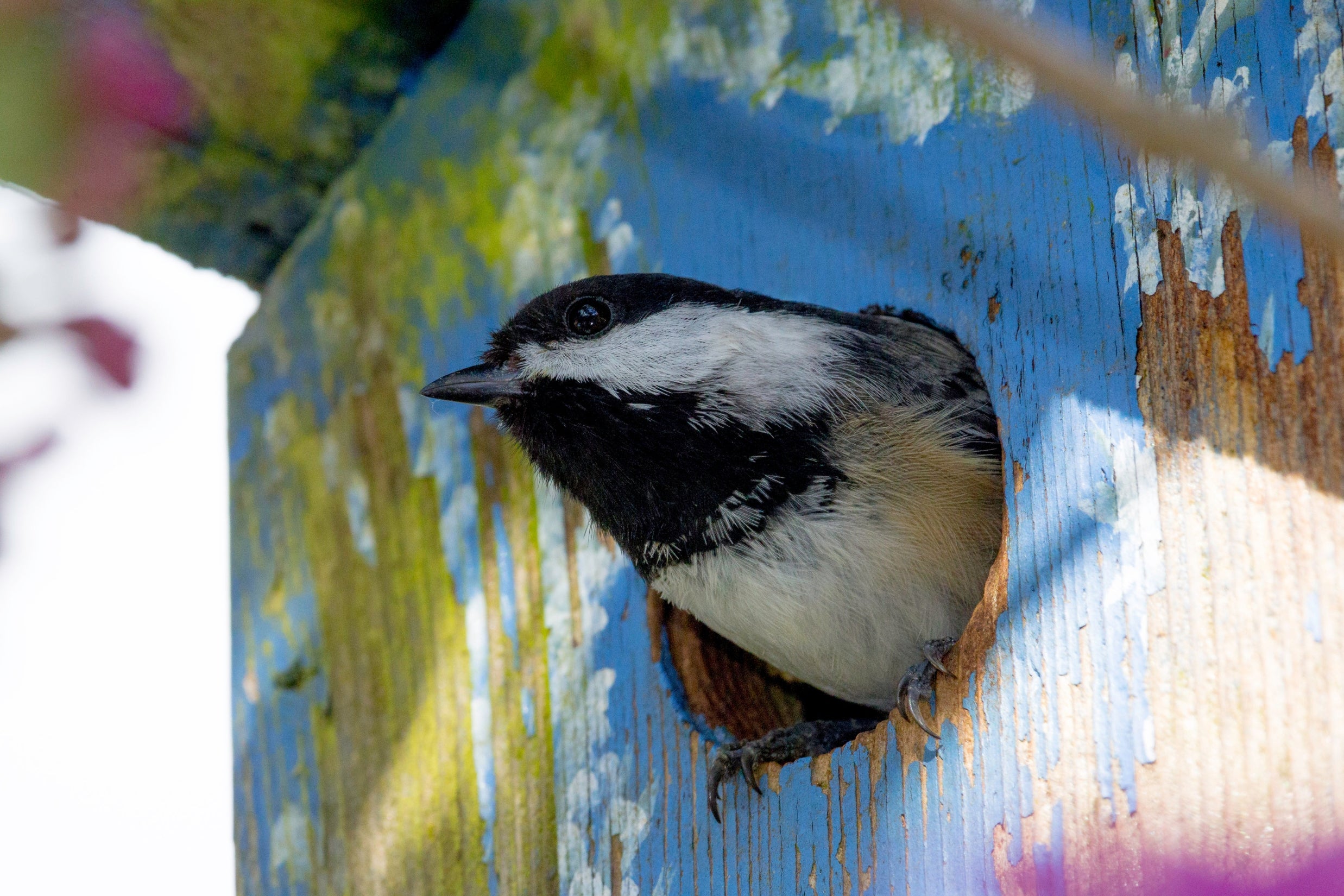 The 7 Species of Chickadees – Valley Farms Shop