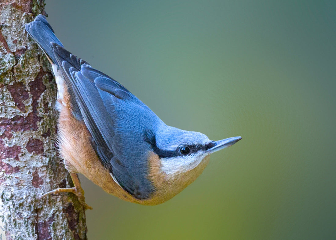 Why We're Nuts for Nuthatches