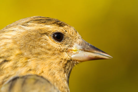 Finch to Finch: American Goldfinch vs. Pine Siskin