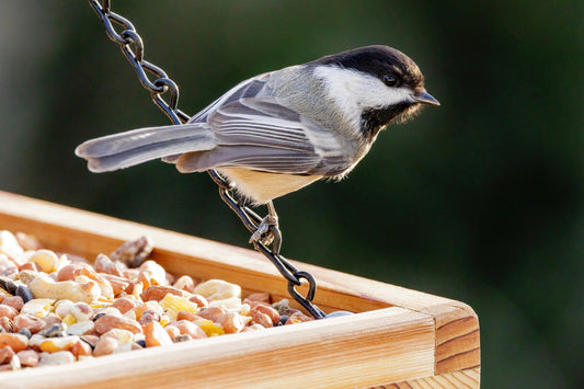 A Chickadee perched sideways on an open tray feeder filled with Valley Farms Bird Food