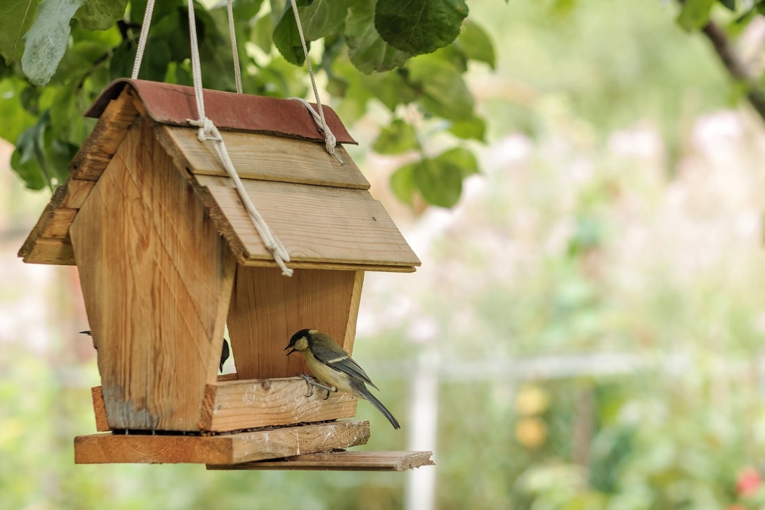 Back to the Basics: Making the Most Out of Your Bird Seed