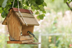 Back to the Basics: Making the Most Out of Your Bird Seed