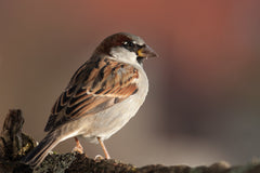Explore Amazing Birds this Columbus Day!