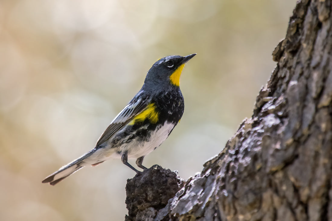 The Wondrous Warblers