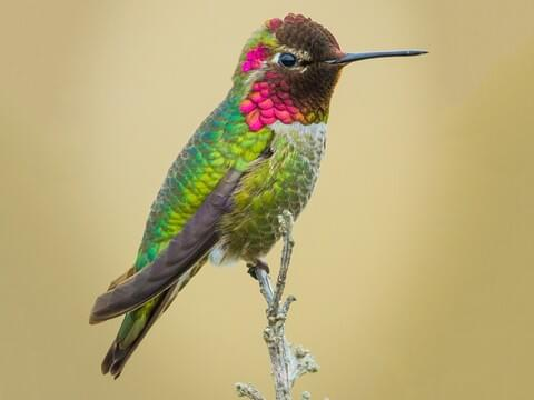 The Hype of Hummingbirds