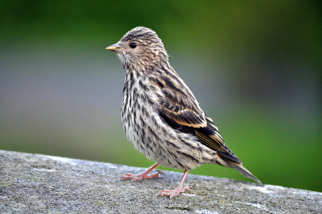 Pine siskins fighting