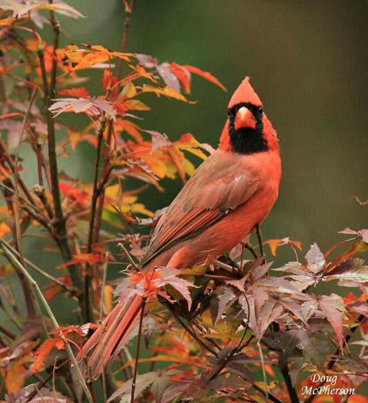 Wild Bird Feeding in Autumn Months