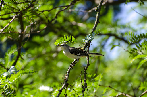 Summer Bird Watching Tips