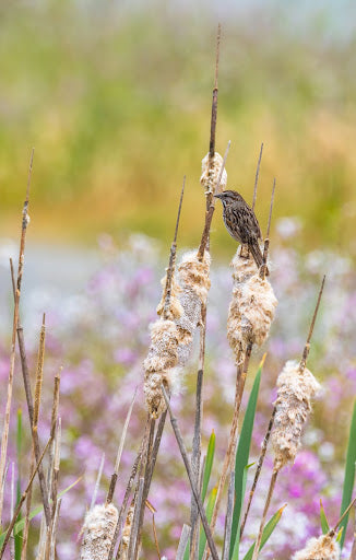 How Birdsong Can Benefit Your Mental Health