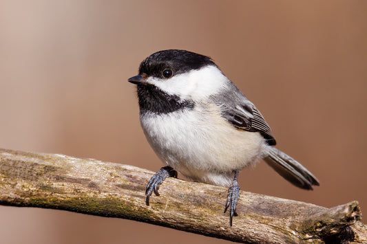 The 7 Species of Chickadees