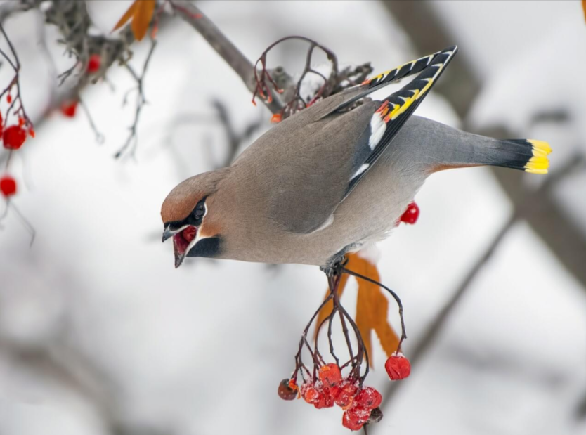 Wild Bird Feature: Cedar Waxwings and Bohemian Waxwings